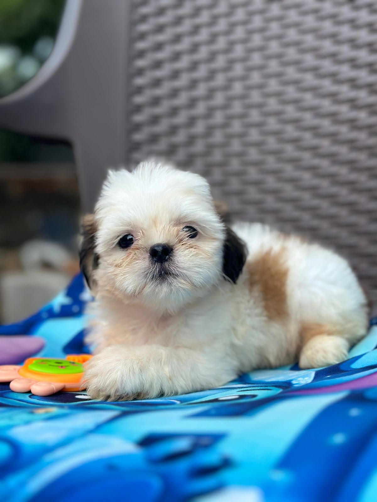 OFERTA CACHORRO SHIH TZU MACHO EN SANTO DOMINGO Y VACUNADOS  Foto 7316176-3.jpg