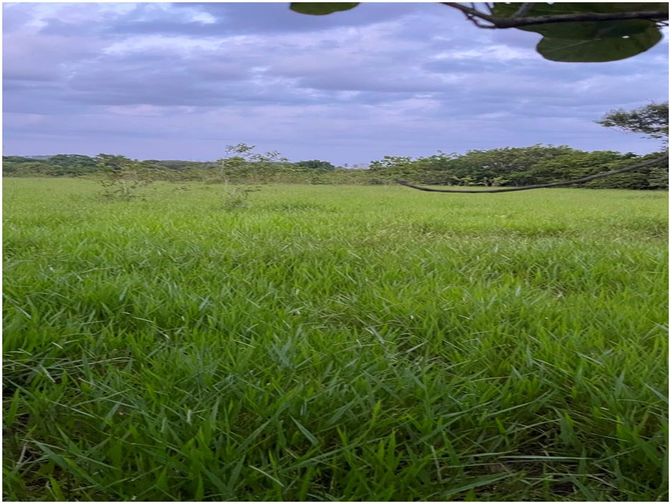 Vendo Finca GANADERA – AGRICOLA de 35 tareas dentro del DEAN MONTE PLA Foto 7316179-2.jpg
