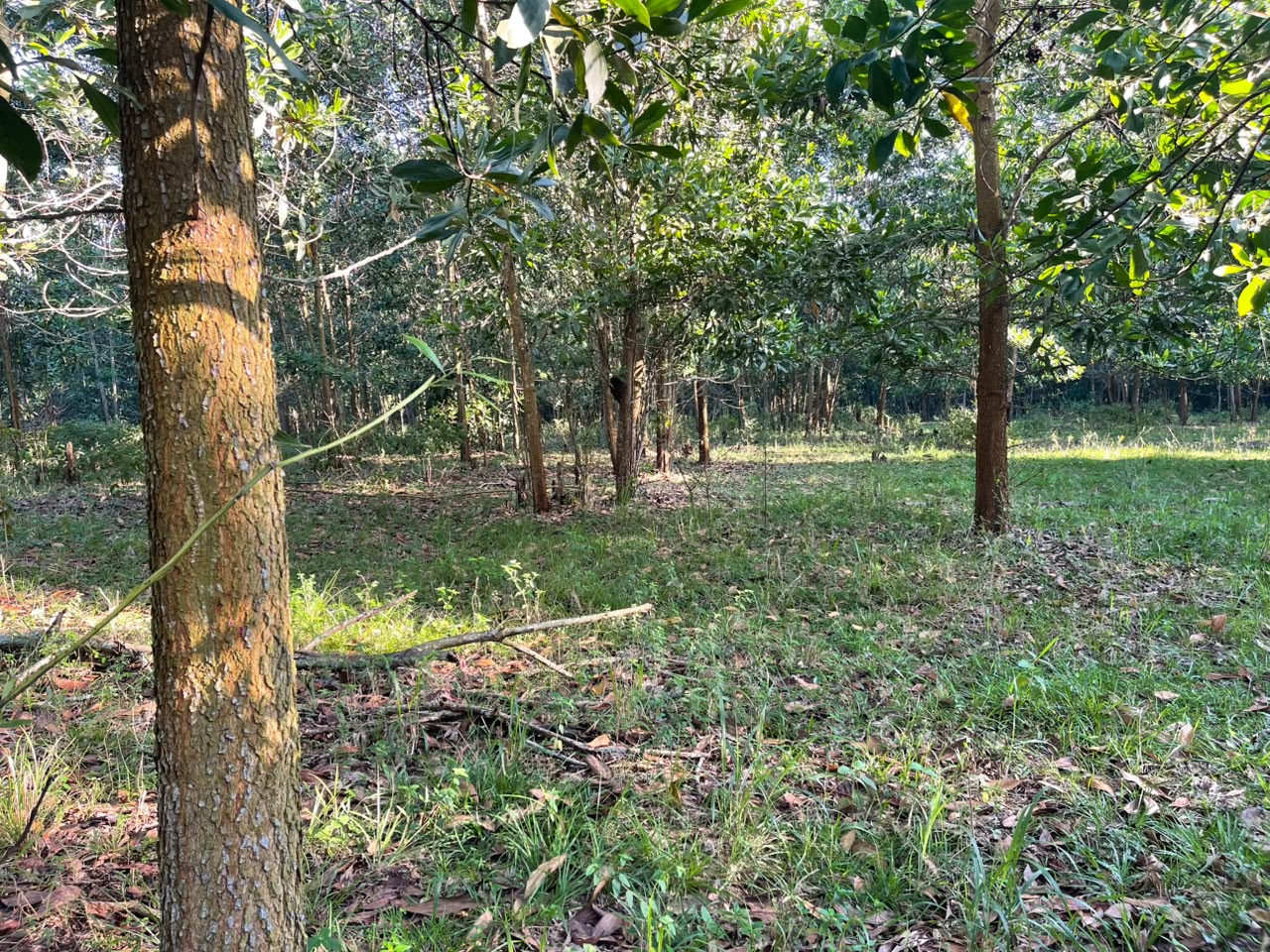 Vendo Finca GANADERA – AGRICOLA de 200 tareas en el LAUREL Monte Plata Foto 7316515-3.jpg