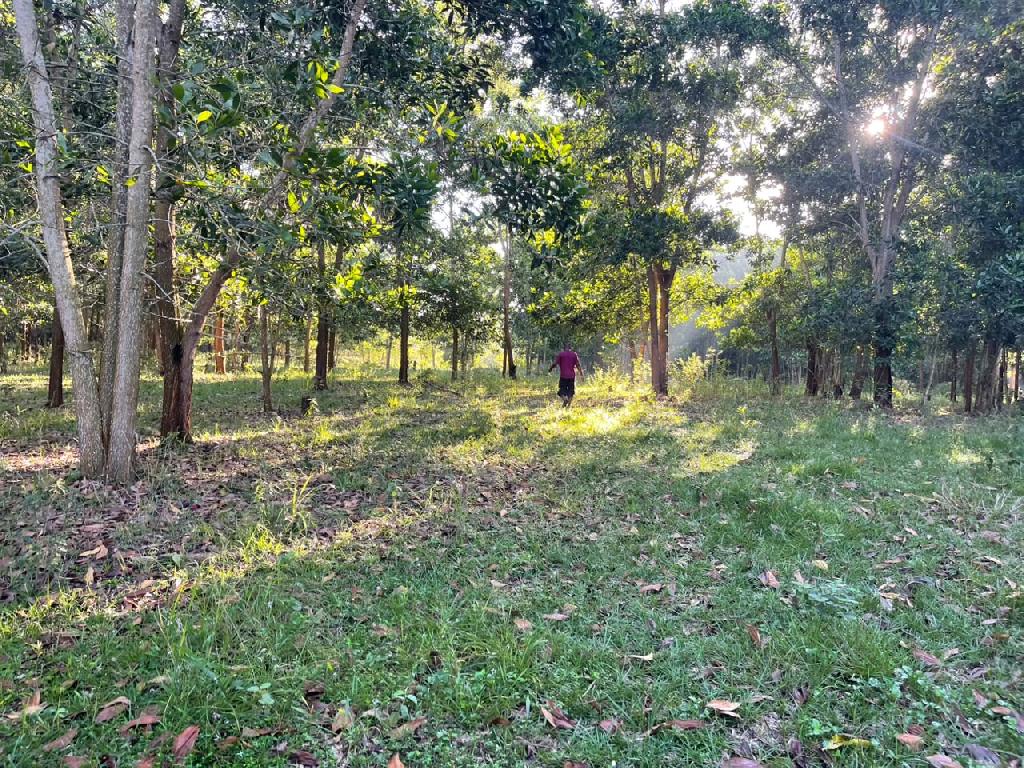 Vendo Finca GANADERA – AGRICOLA de 200 tareas en el LAUREL Monte Plata Foto 7316515-4.jpg
