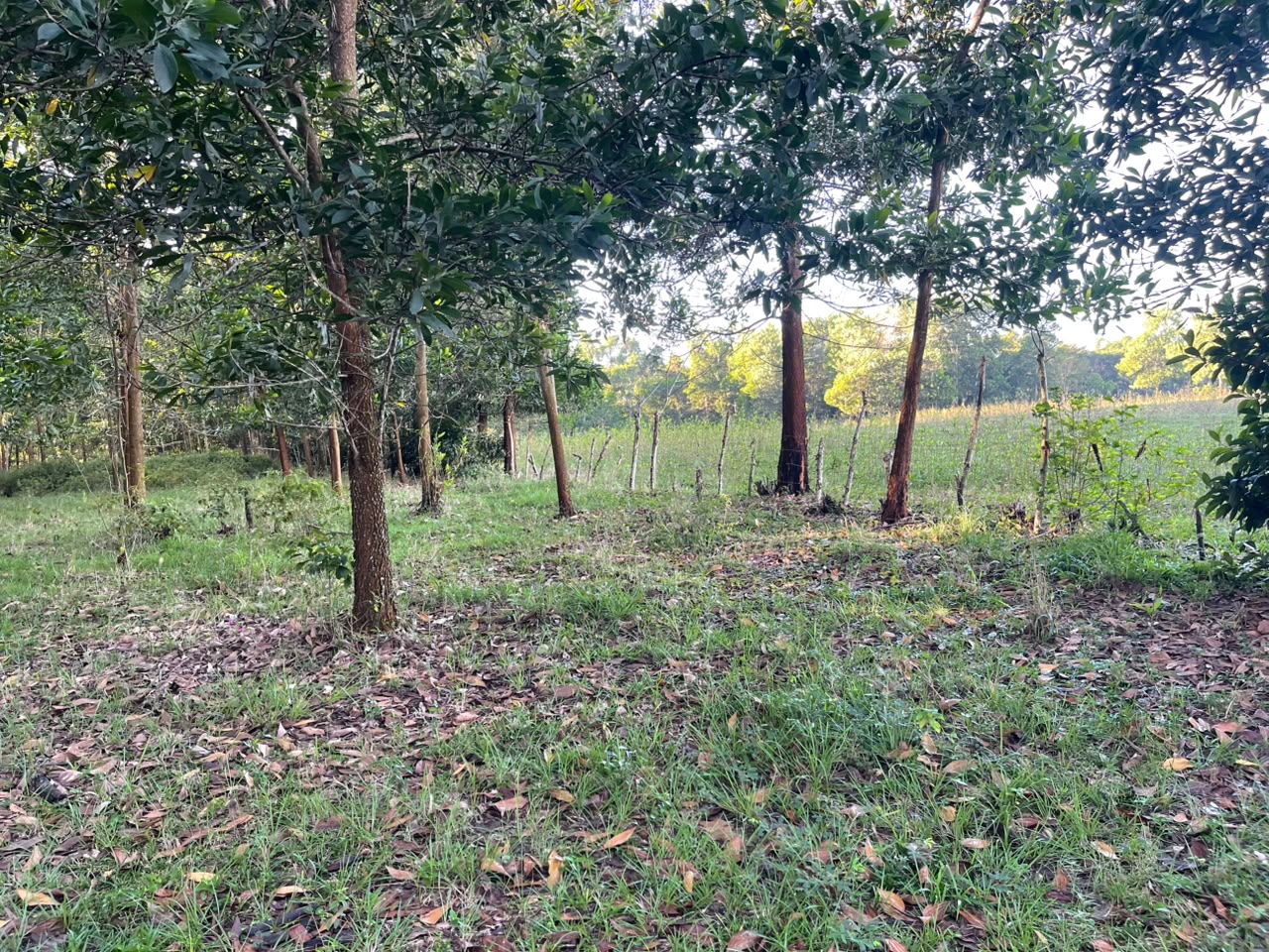 Vendo Finca GANADERA – AGRICOLA de 200 tareas en el LAUREL Monte Plata Foto 7316515-5.jpg