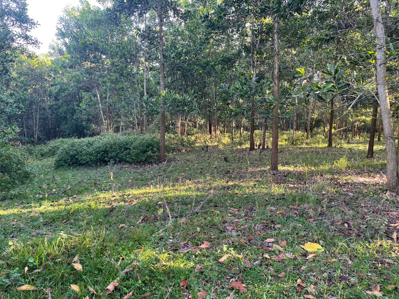 Vendo Finca GANADERA – AGRICOLA de 200 tareas en el LAUREL Monte Plata Foto 7316515-6.jpg