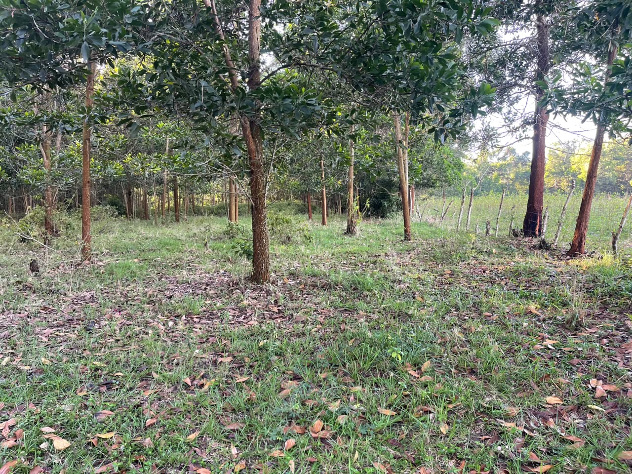 Vendo Finca GANADERA – AGRICOLA de 200 tareas en el LAUREL Monte Plata Foto 7316515-7.jpg