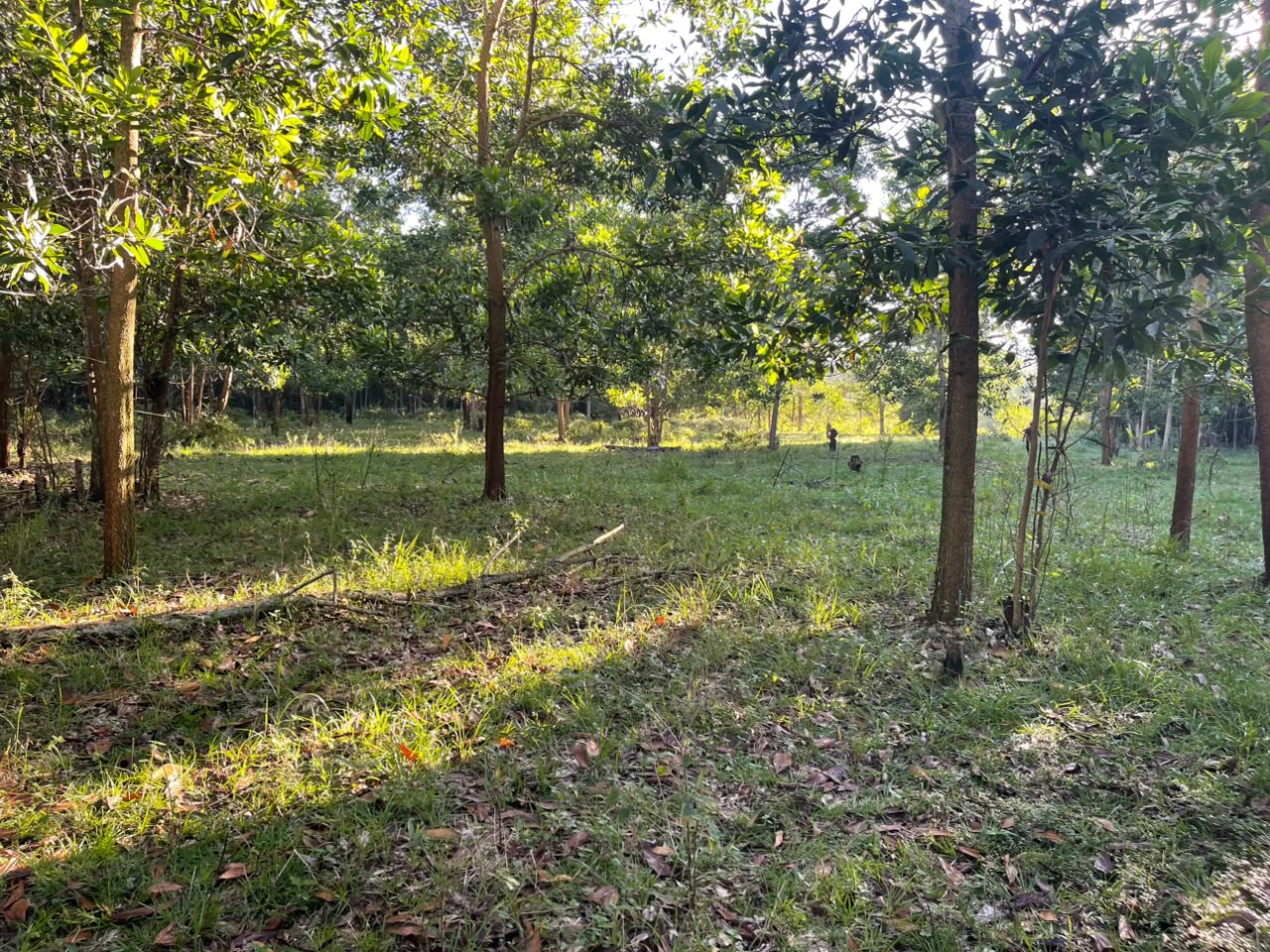 Vendo Finca GANADERA – AGRICOLA de 200 tareas en el LAUREL Monte Plata Foto 7316515-8.jpg