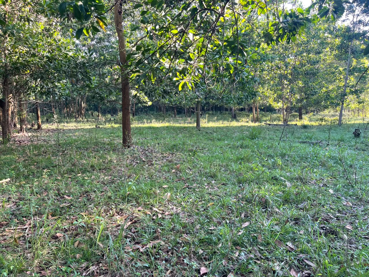 Vendo Finca GANADERA – AGRICOLA de 200 tareas en el LAUREL Monte Plata Foto 7316515-9.jpg