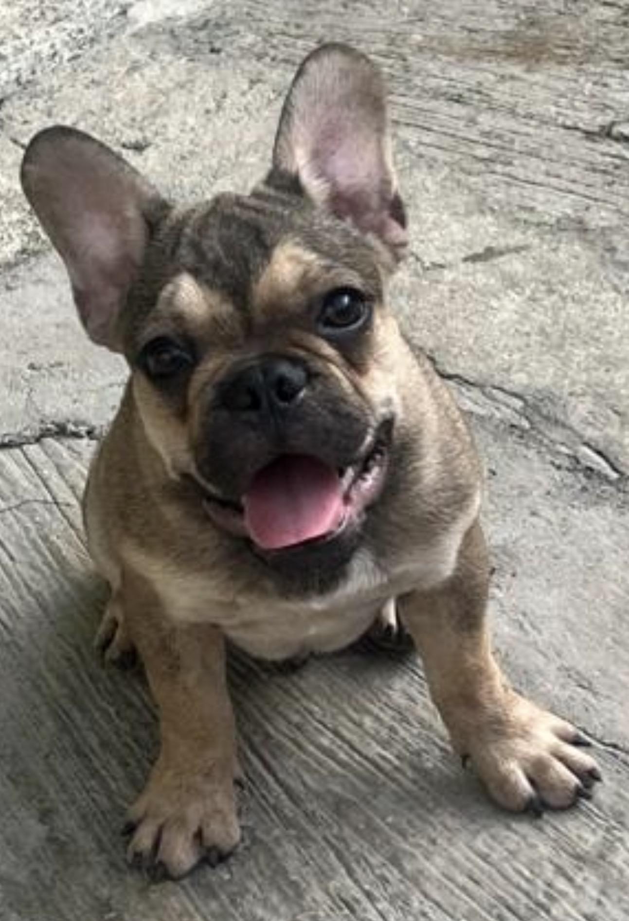 Hermoso Bulldog Francés  Foto 7316530-3.jpg