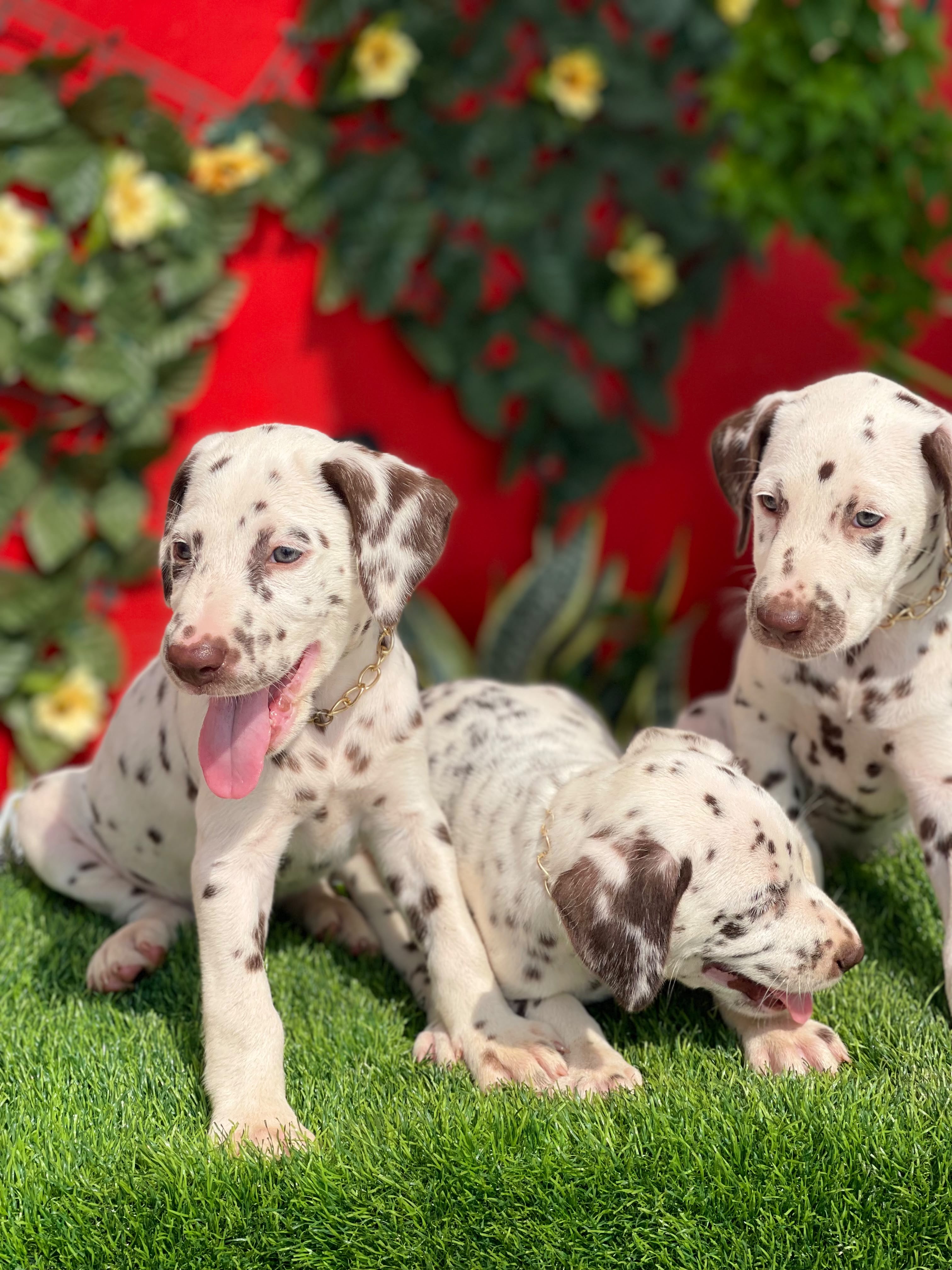 Dalmata Ambos Sexos  Foto 7316564-2.jpg