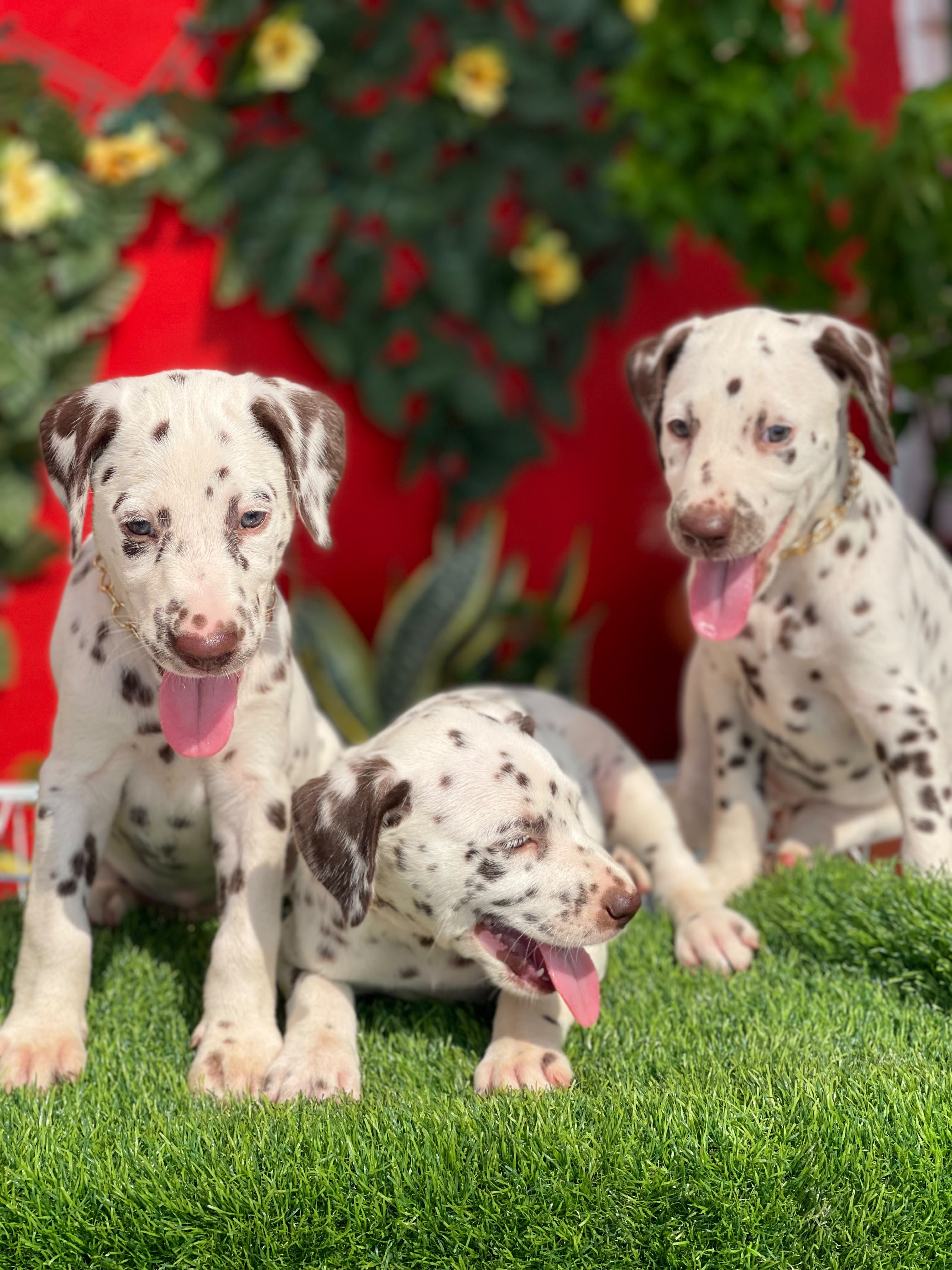Dalmata Ambos Sexos  Foto 7316564-3.jpg