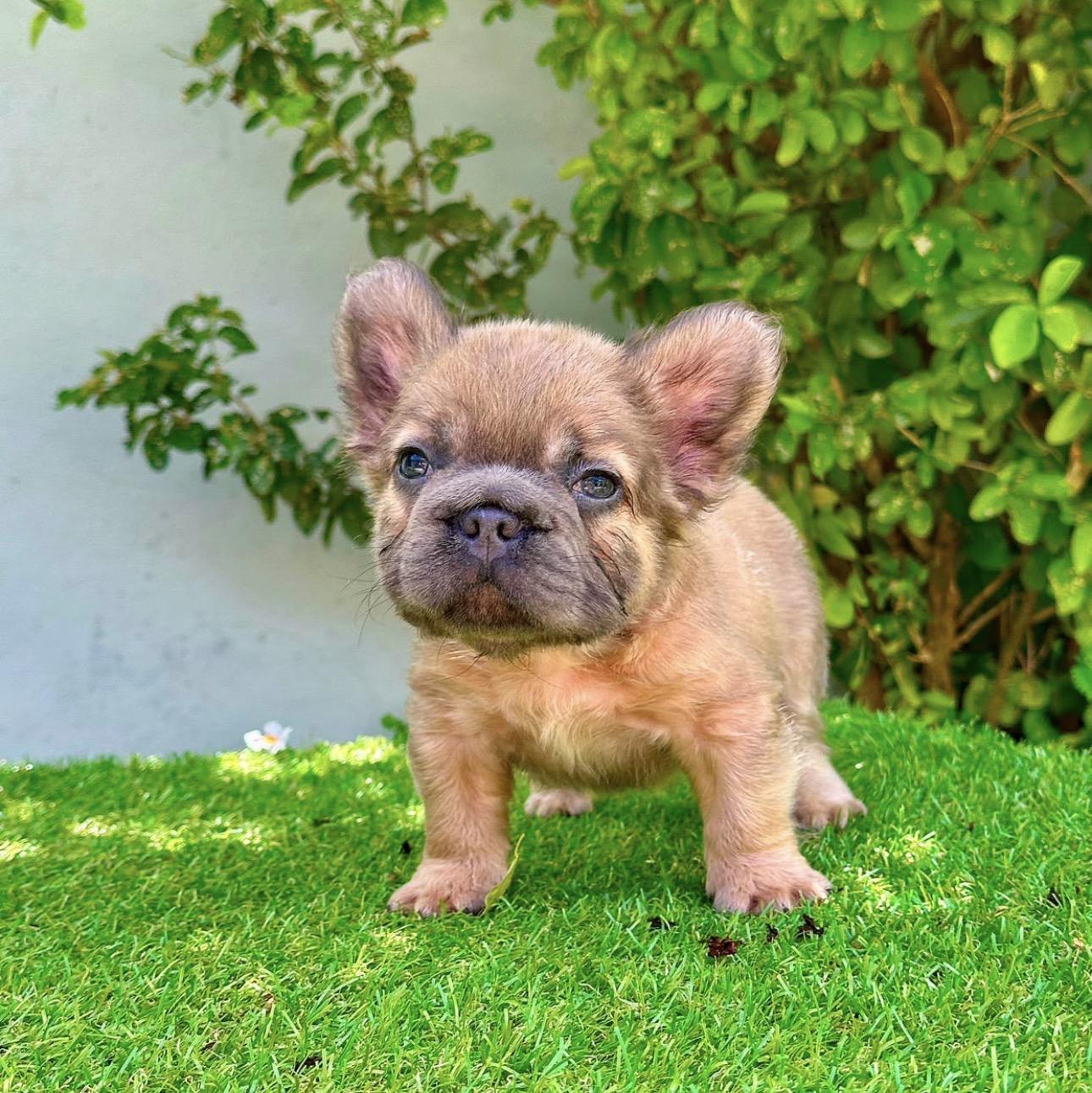 Bulldog Frances Fluffy Machos  Foto 7316565-2.jpg