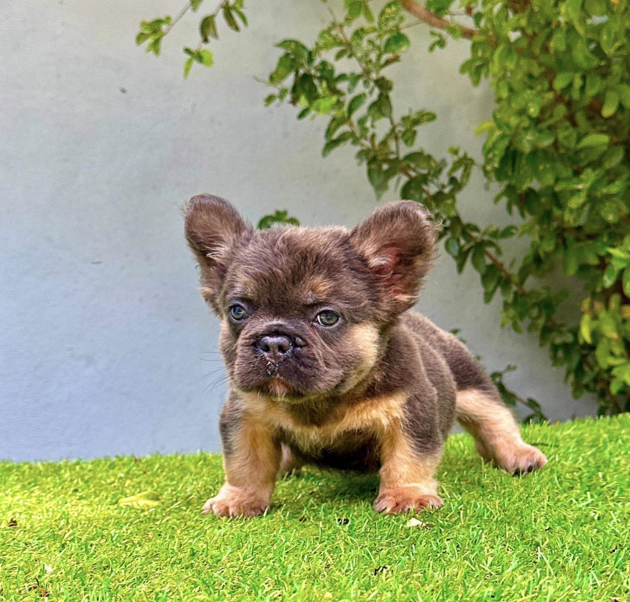 Bulldog Frances Fluffy Machos  Foto 7316565-3.jpg