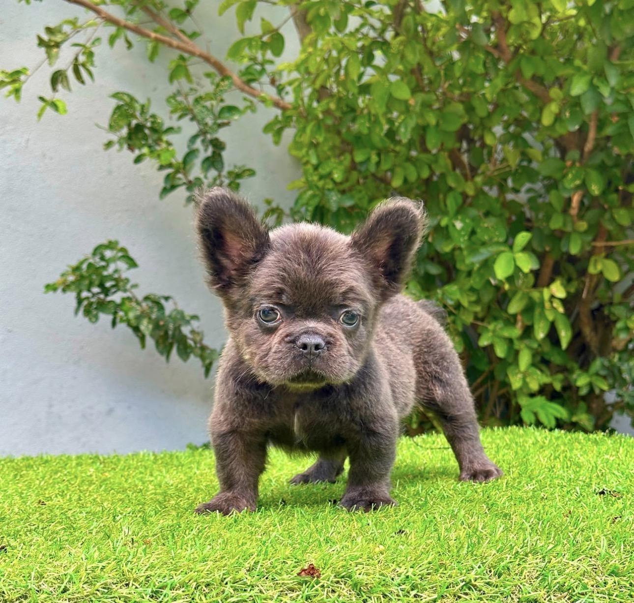 Bulldog Frances Fluffy Machos  Foto 7316565-4.jpg