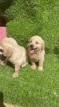 Golden Retriever Ambos Sexos  Foto 7316567-1.jpg