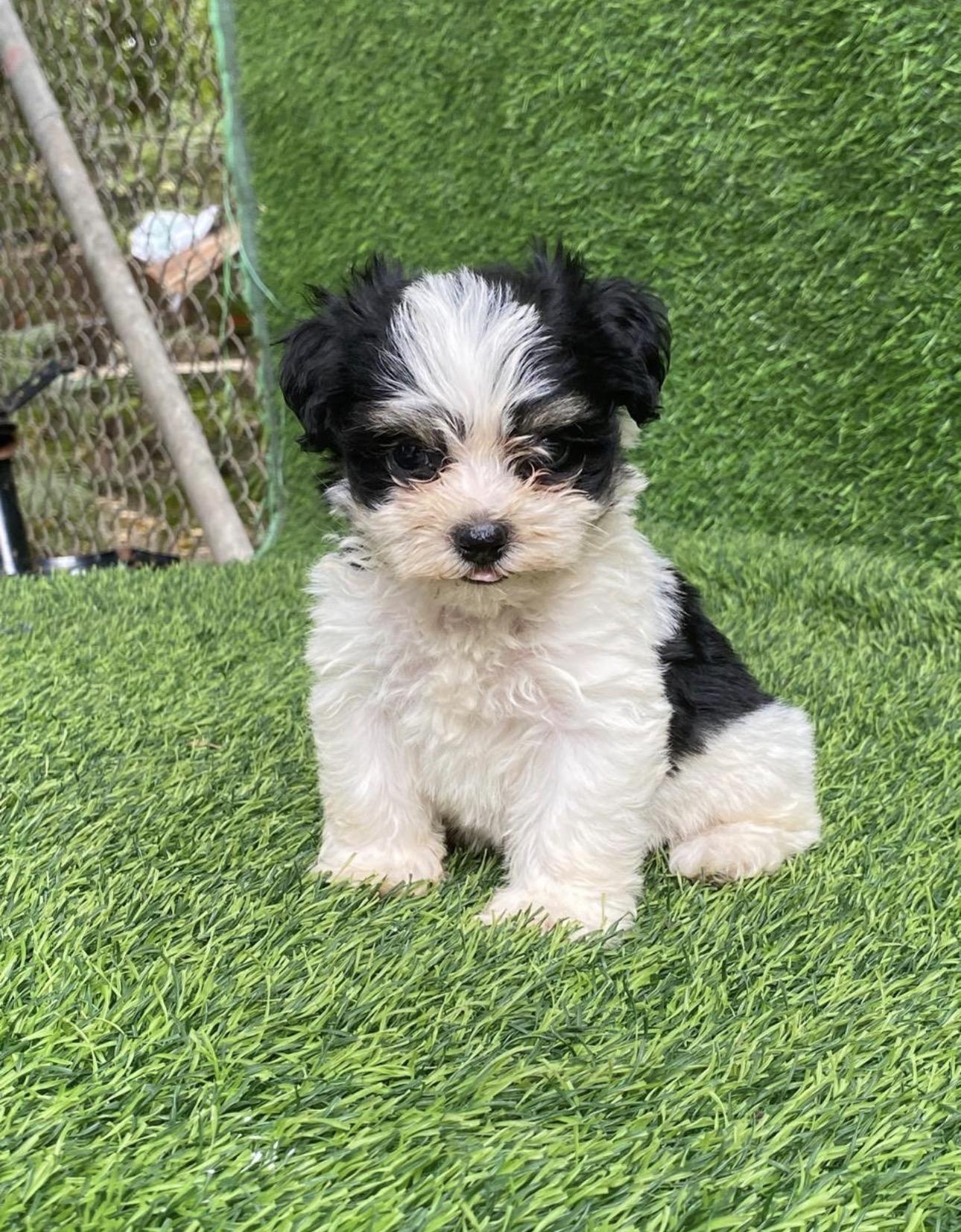 Maltipoo Machos Foto 7316569-4.jpg