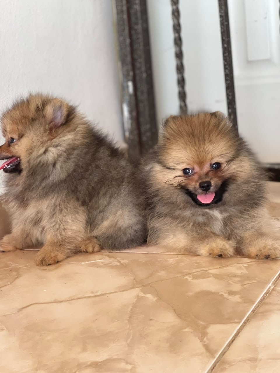 Pomerania Calidad Cara de Oso Ambos Sexos  Foto 7316570-1.jpg
