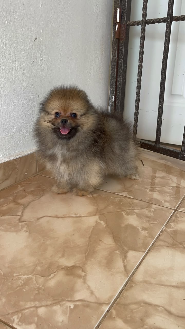 Pomerania Calidad Cara de Oso Ambos Sexos  Foto 7316570-2.jpg