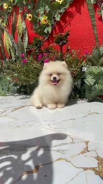 Pomerania Calidad Cara de Oso Macho  Foto 7316571-1.jpg