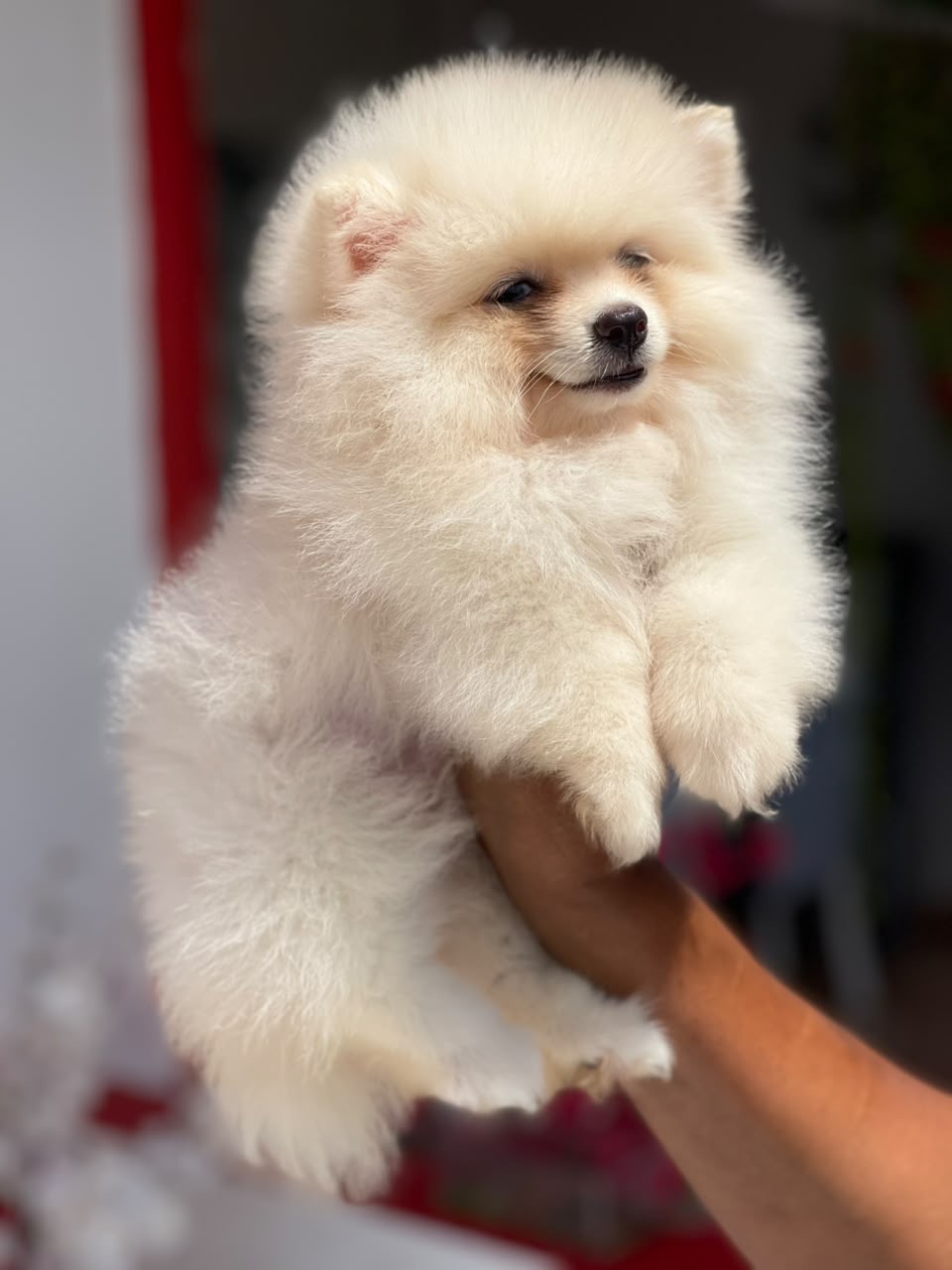 Pomerania Calidad Cara de Oso Macho  Foto 7316571-2.jpg