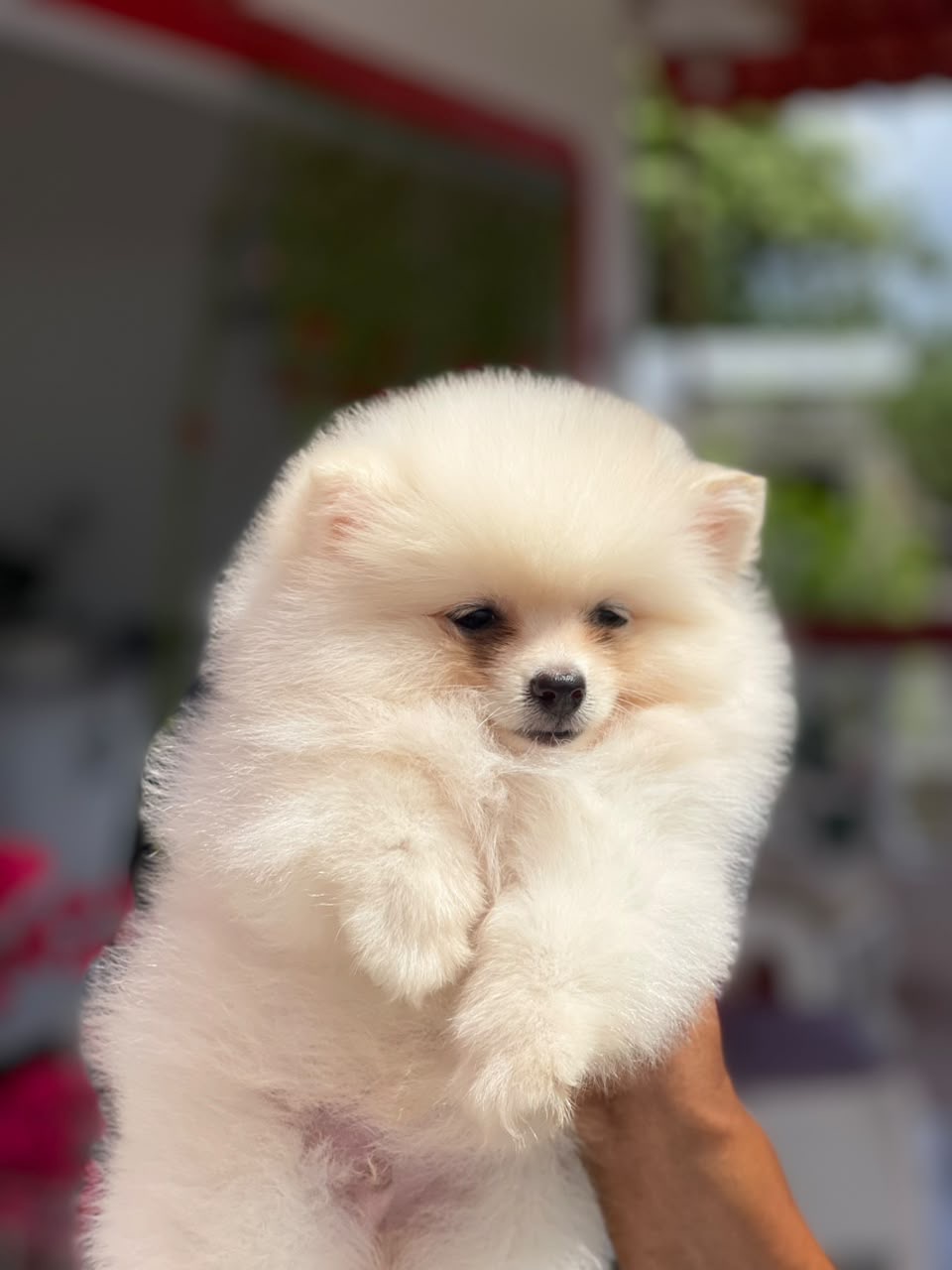 Pomerania Calidad Cara de Oso Macho  Foto 7316571-3.jpg