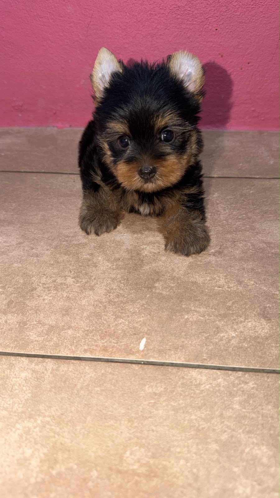 Yorkie  Hembra  Foto 7316692-2.jpg