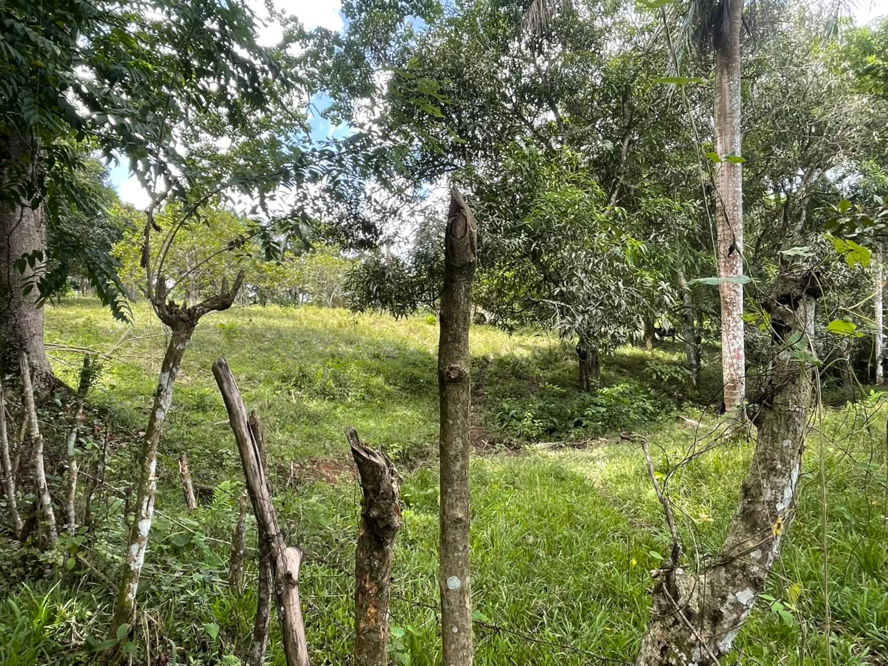 Vendo Finca de Ganadera – Agricola en LA LUISA BLANCA 425 tareas con C Foto 7316798-11.jpg