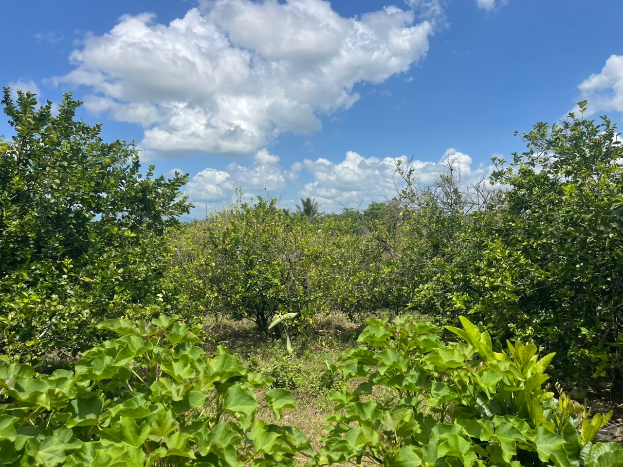 Vendo Finca de Ganadera – Agricola en LA LUISA BLANCA 425 tareas con C Foto 7316798-3.jpg