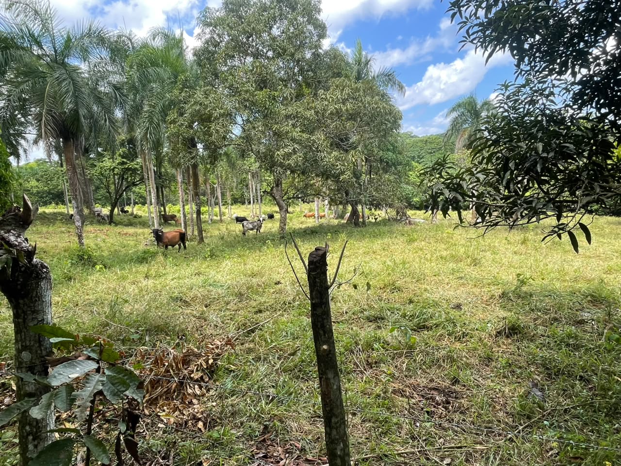Vendo Finca de Ganadera – Agricola en LA LUISA BLANCA 425 tareas con C Foto 7316798-6.jpg