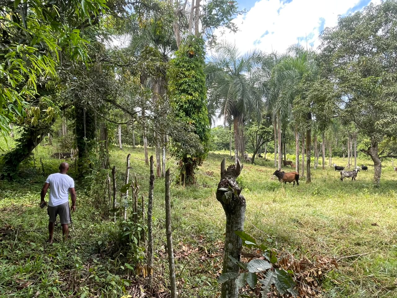 Vendo Finca de Ganadera – Agricola en LA LUISA BLANCA 425 tareas con C Foto 7316798-7.jpg