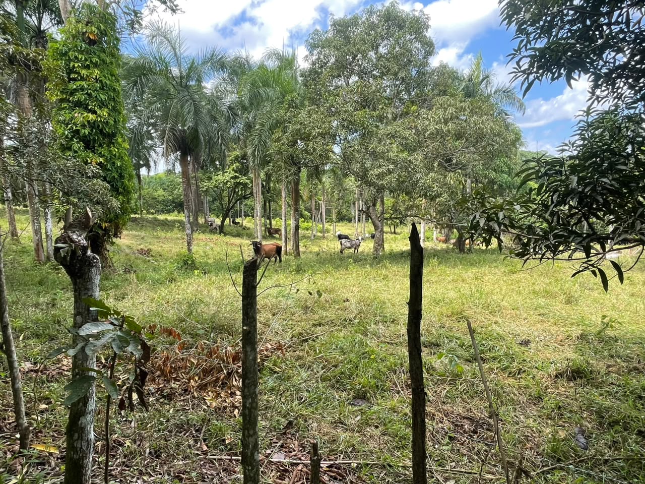 Vendo Finca de Ganadera – Agricola en LA LUISA BLANCA 425 tareas con C Foto 7316798-8.jpg
