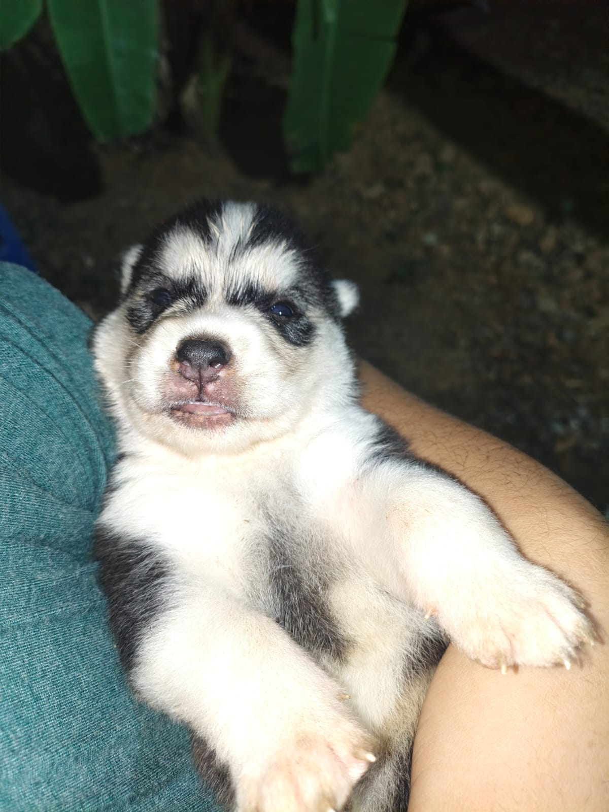 Husky Siberiano de padres wooly Foto 7316834-17.jpg