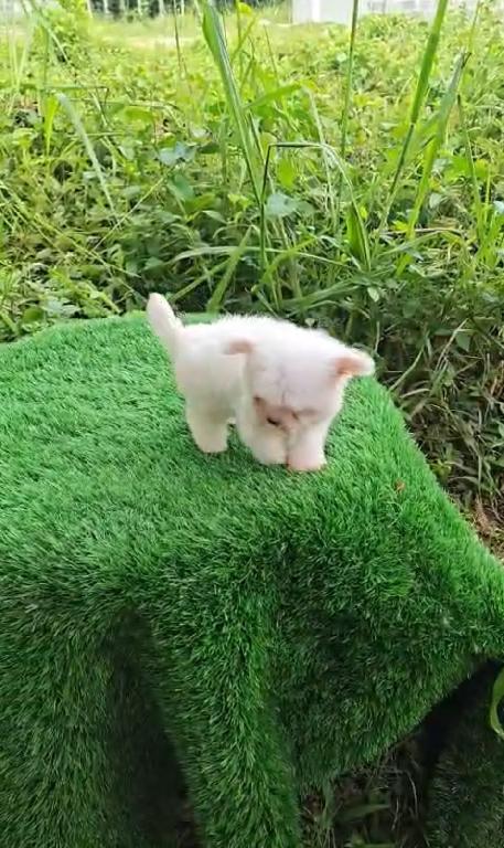 OFERTA CACHORRO MALTES HEMBRA EN SANTO DOMINGO Y VACUNADOS  Foto 7316847-1.jpg