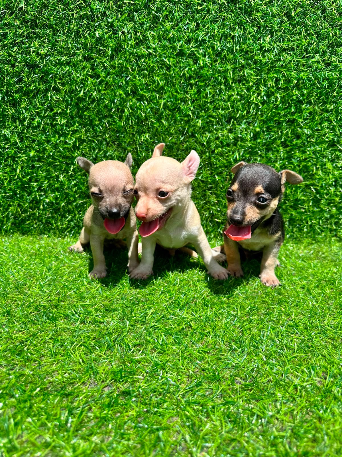 OFERTA CACHORRO CHIHUAHUA AMBOS SEXO MACHO EN SANTO DOMINGO Y TIENE SU Foto 7317028-2.jpg