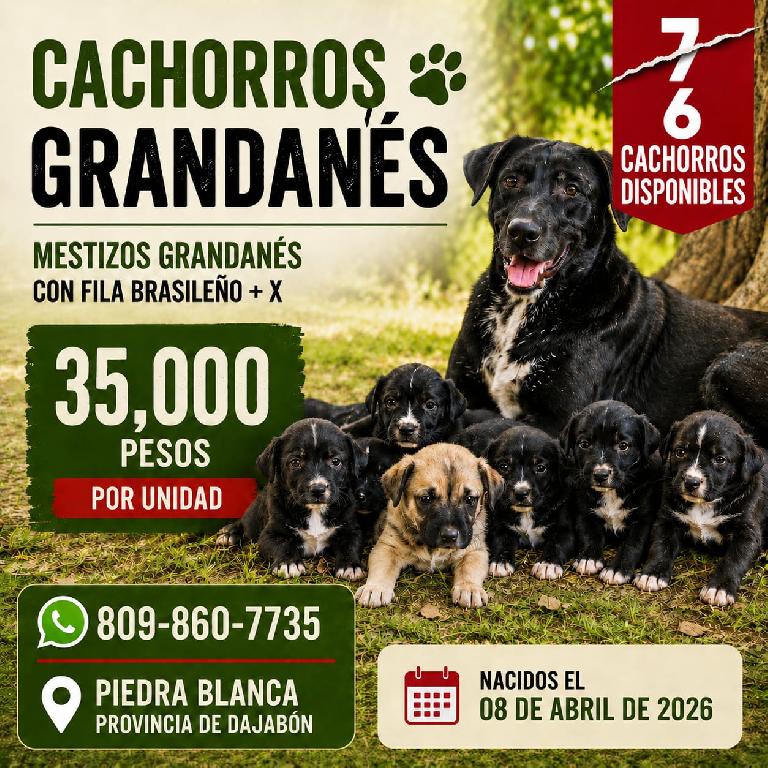 Cachorros Grandanes Mestizos con Fila Brasileño  X Foto 7317064-1.jpg