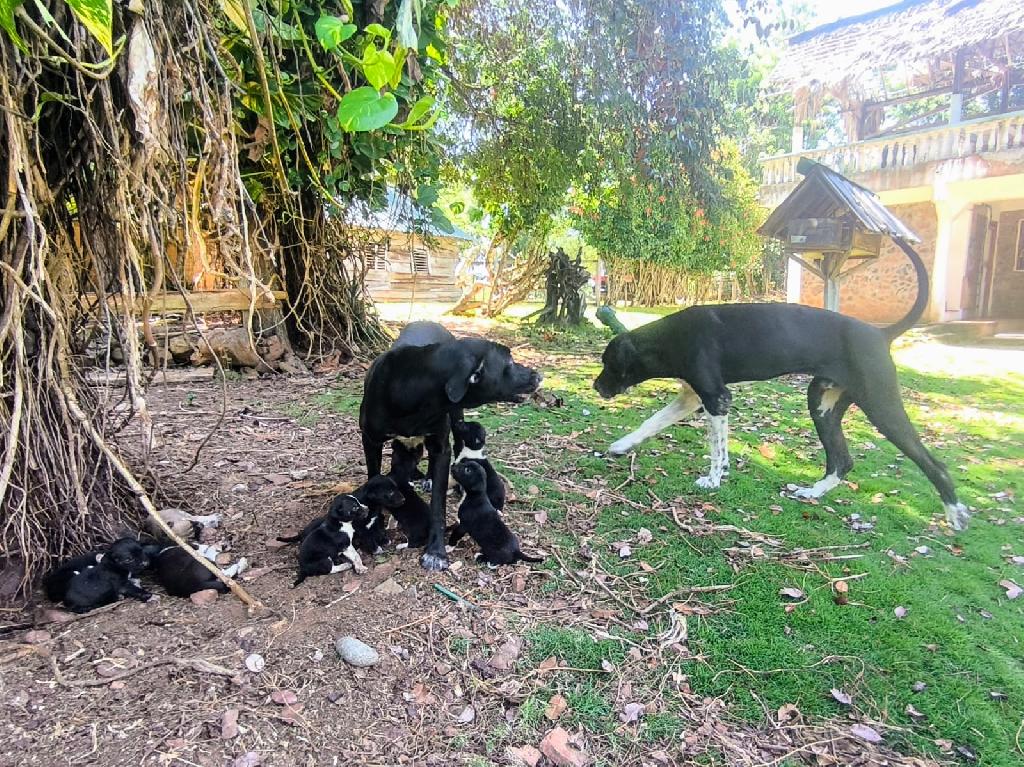 Cachorros Grandanes Mestizos con Fila Brasileño  X Foto 7317064-2.jpg