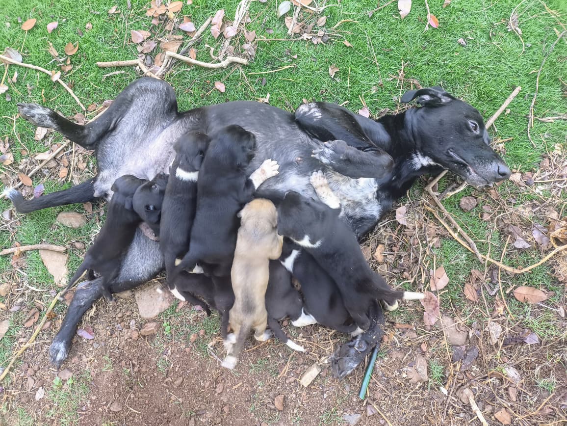 Cachorros Grandanes Mestizos con Fila Brasileño  X Foto 7317064-3.jpg