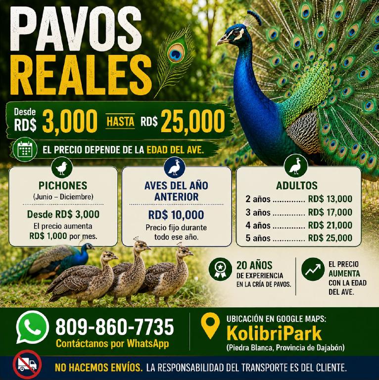 Pavos Reales en Venta  Desde RD3000  Kolibripark Dajabón Foto 7317066-1.jpg