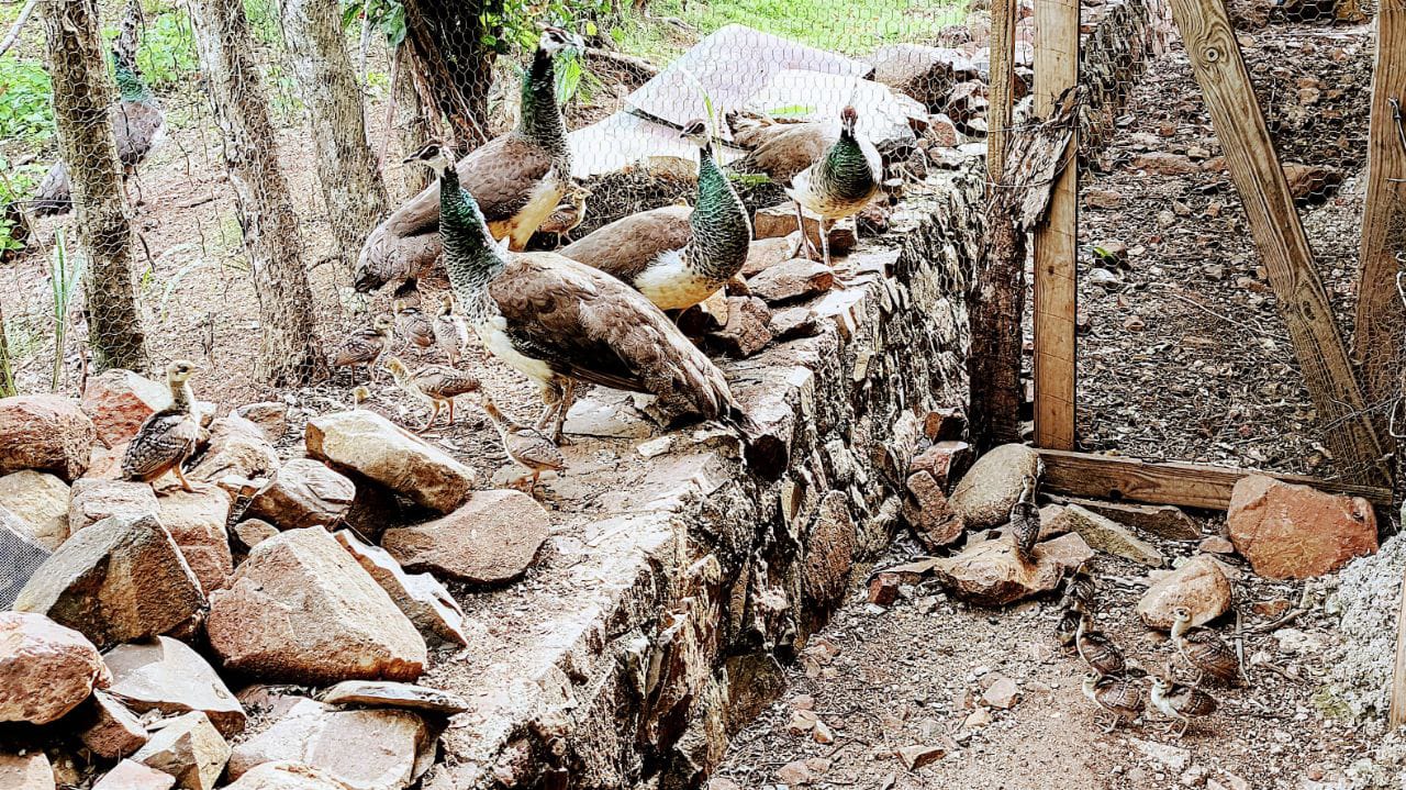 Pavos Reales en Venta  Desde RD3000  Kolibripark Dajabón Foto 7317066-3.jpg