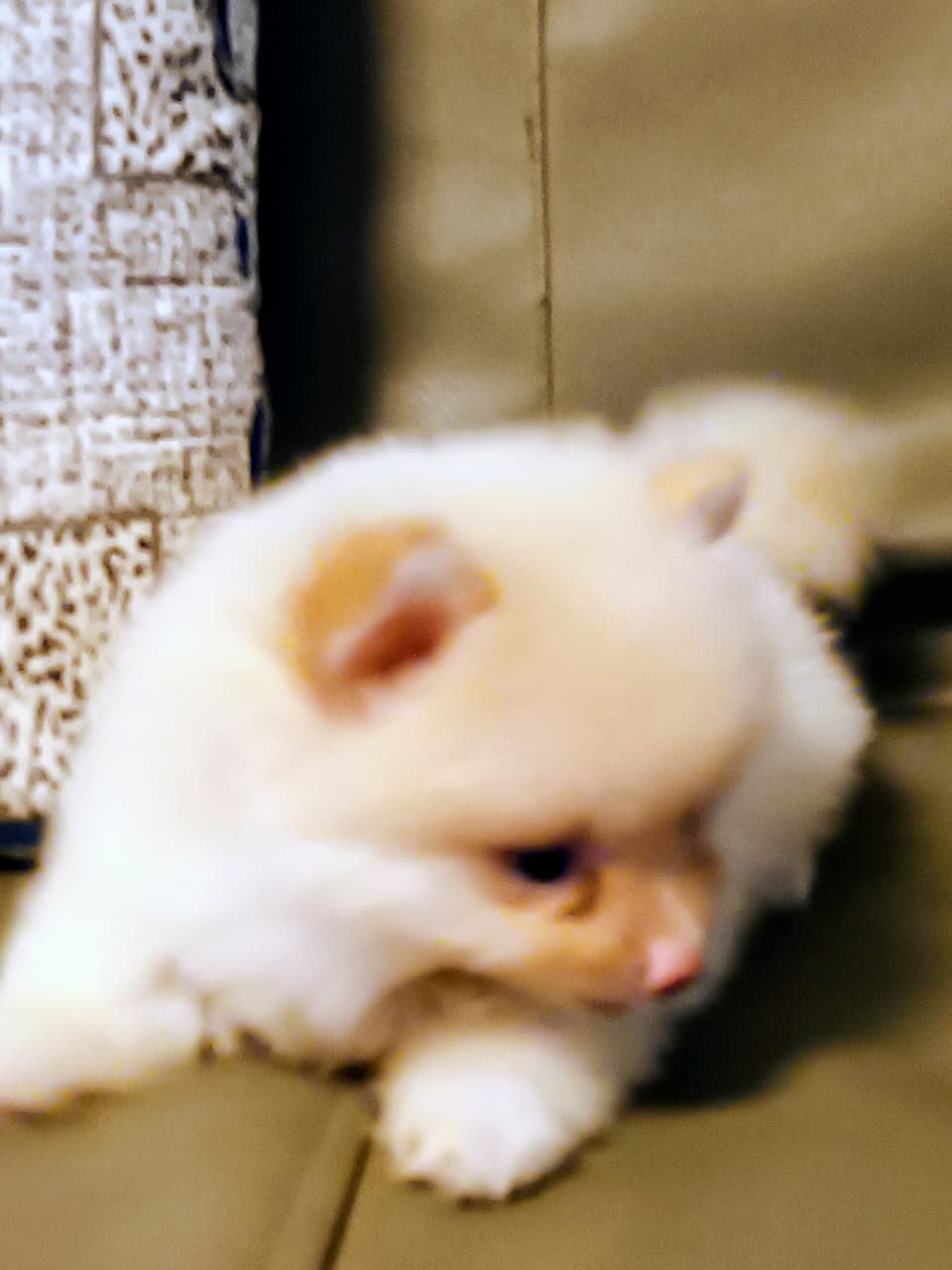 OFERTA CACHORRO POMERANIA HEMBRA EN SANTO DOMINGO Y VACUNADA Foto 7317118-1.jpg