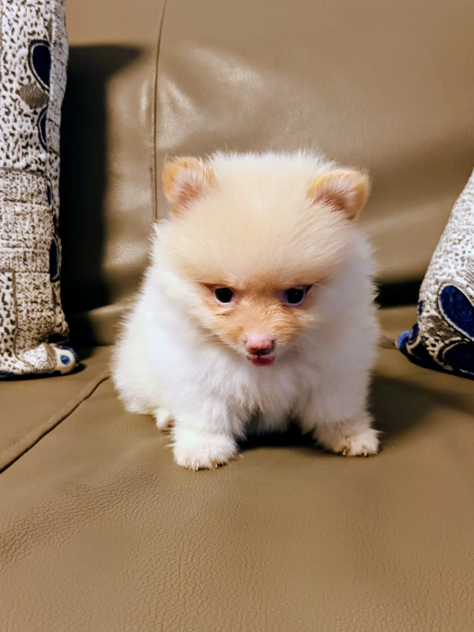 OFERTA CACHORRO POMERANIA HEMBRA EN SANTO DOMINGO Y VACUNADA Foto 7317118-2.jpg