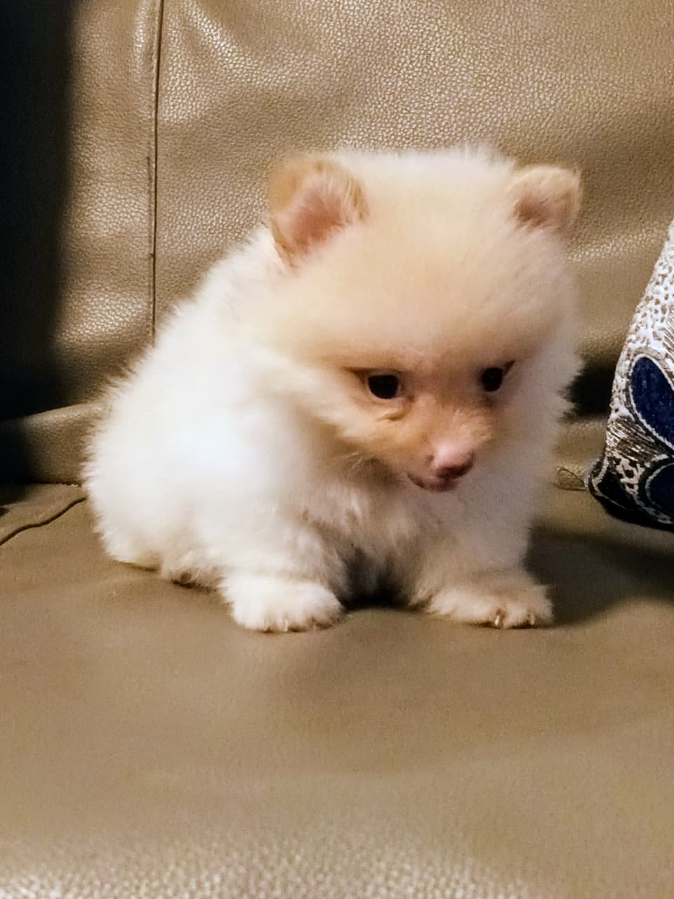 OFERTA CACHORRO POMERANIA HEMBRA EN SANTO DOMINGO Y VACUNADA Foto 7317118-3.jpg