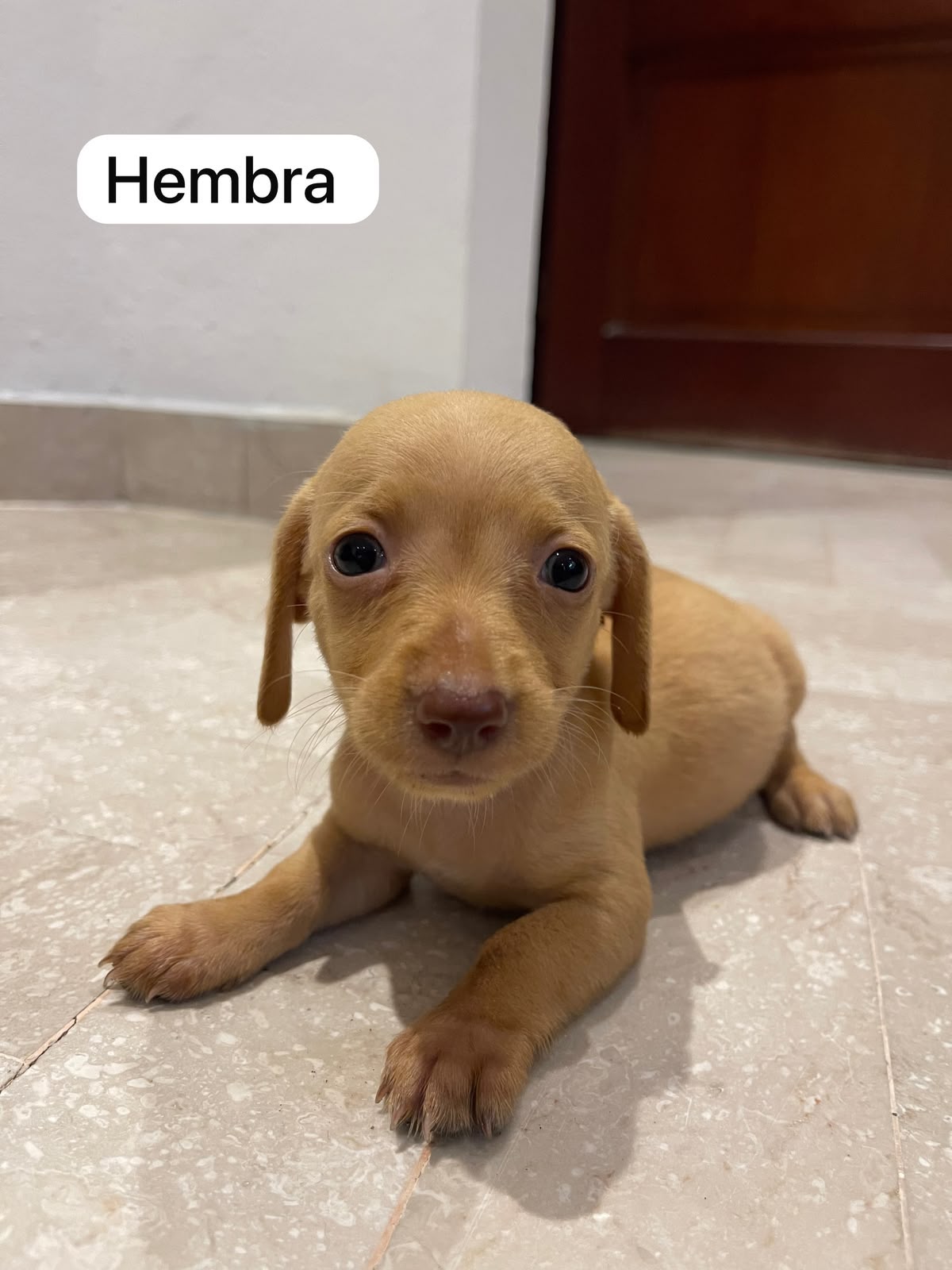 OFERTA CACHORRO SALCHICHA AMBOS SEXO EN SANTO DOMINGO SE ENTREGA VACUN Foto 7317498-2.jpg