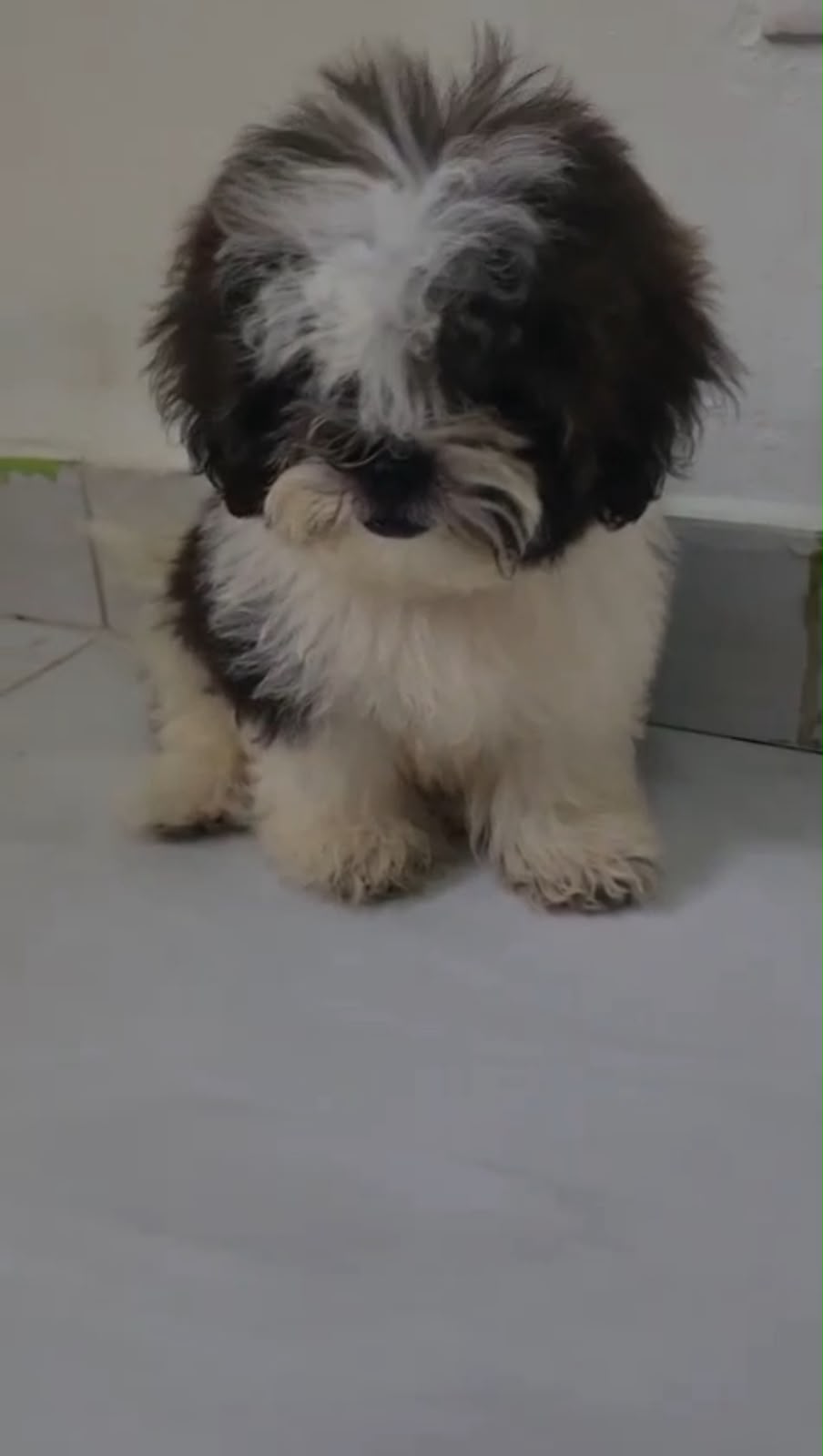 OFERTA CACHORRO SHIPOO MACHO EN SANTO DOMINGO Y VACUNA AL DIA  Foto 7317502-2.jpg