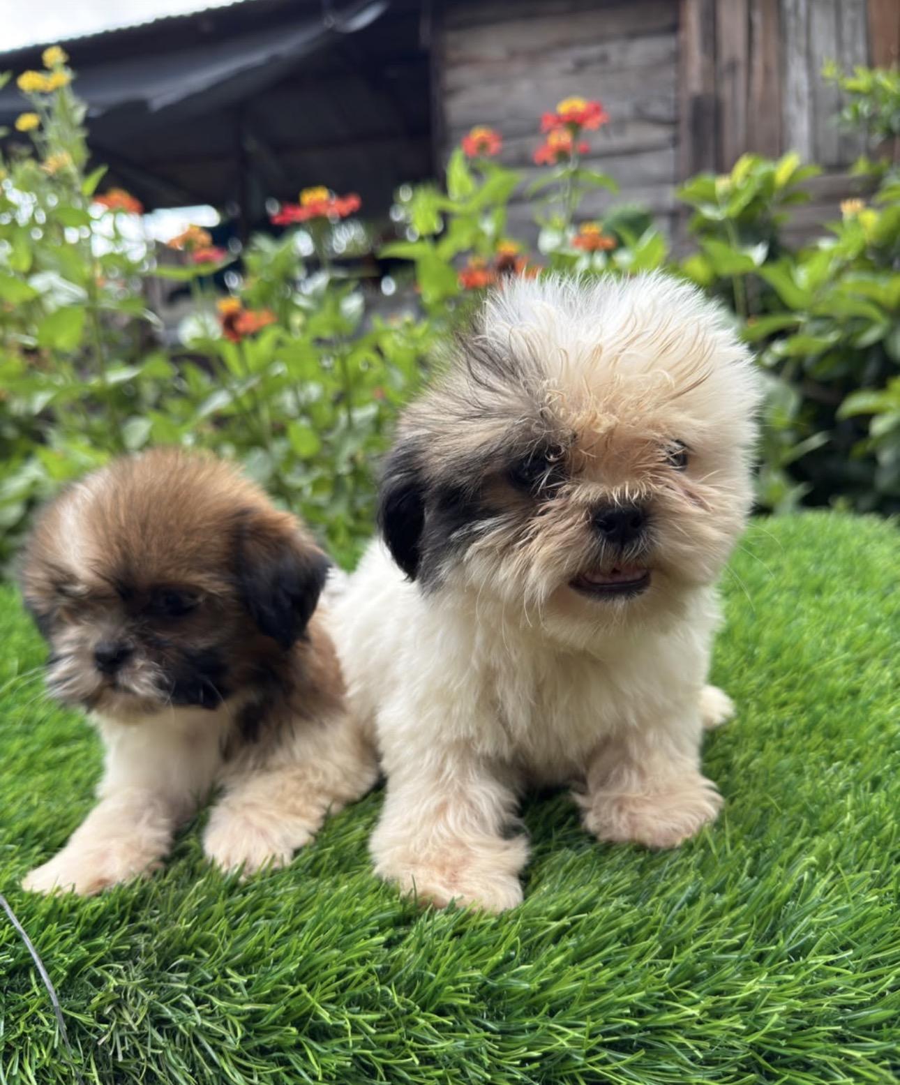 Shipoo Ambos Sexos  Foto 7317611-2.jpg