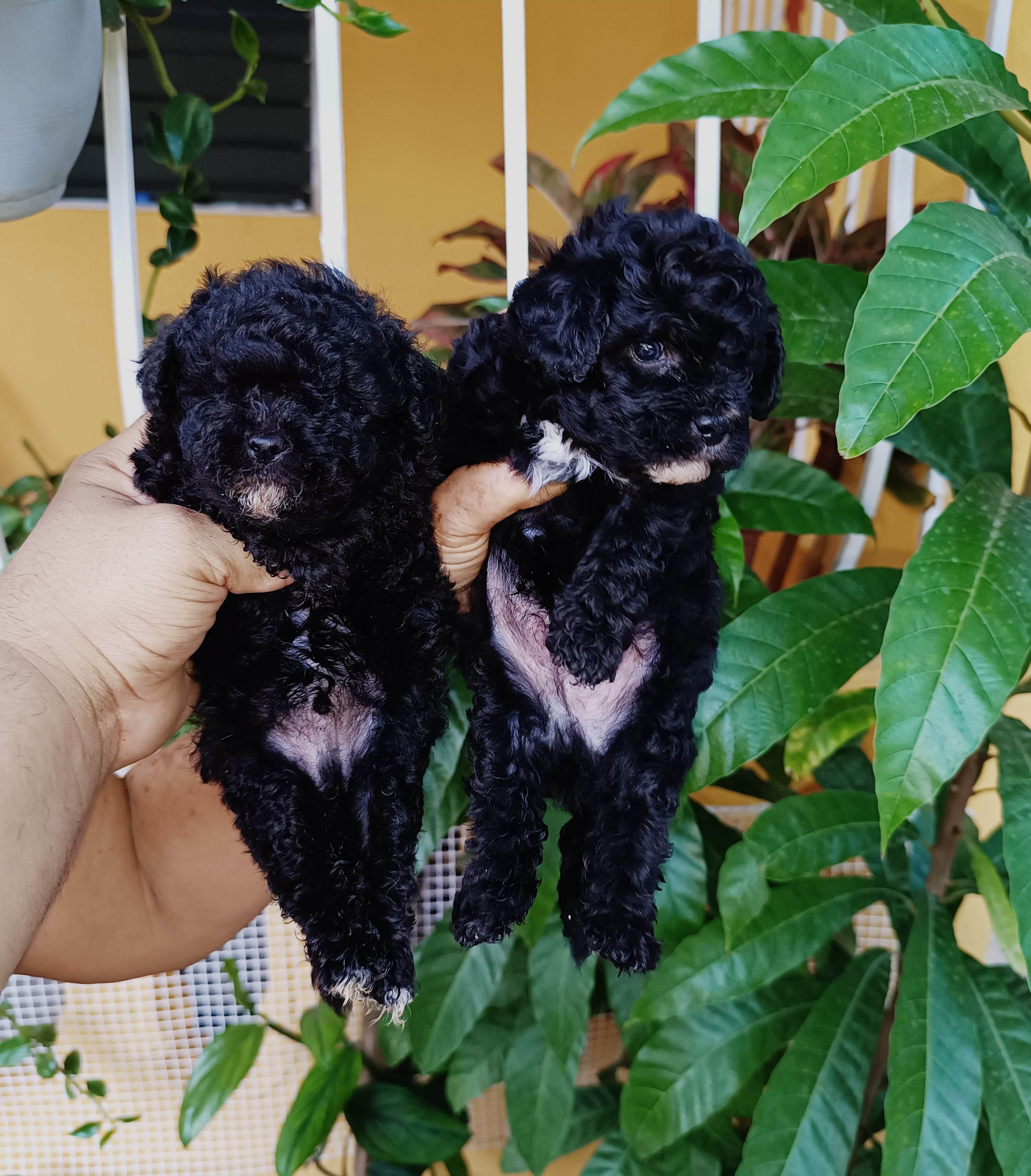 Poodle Toy Ambos Sexos  Foto 7317614-2.jpg