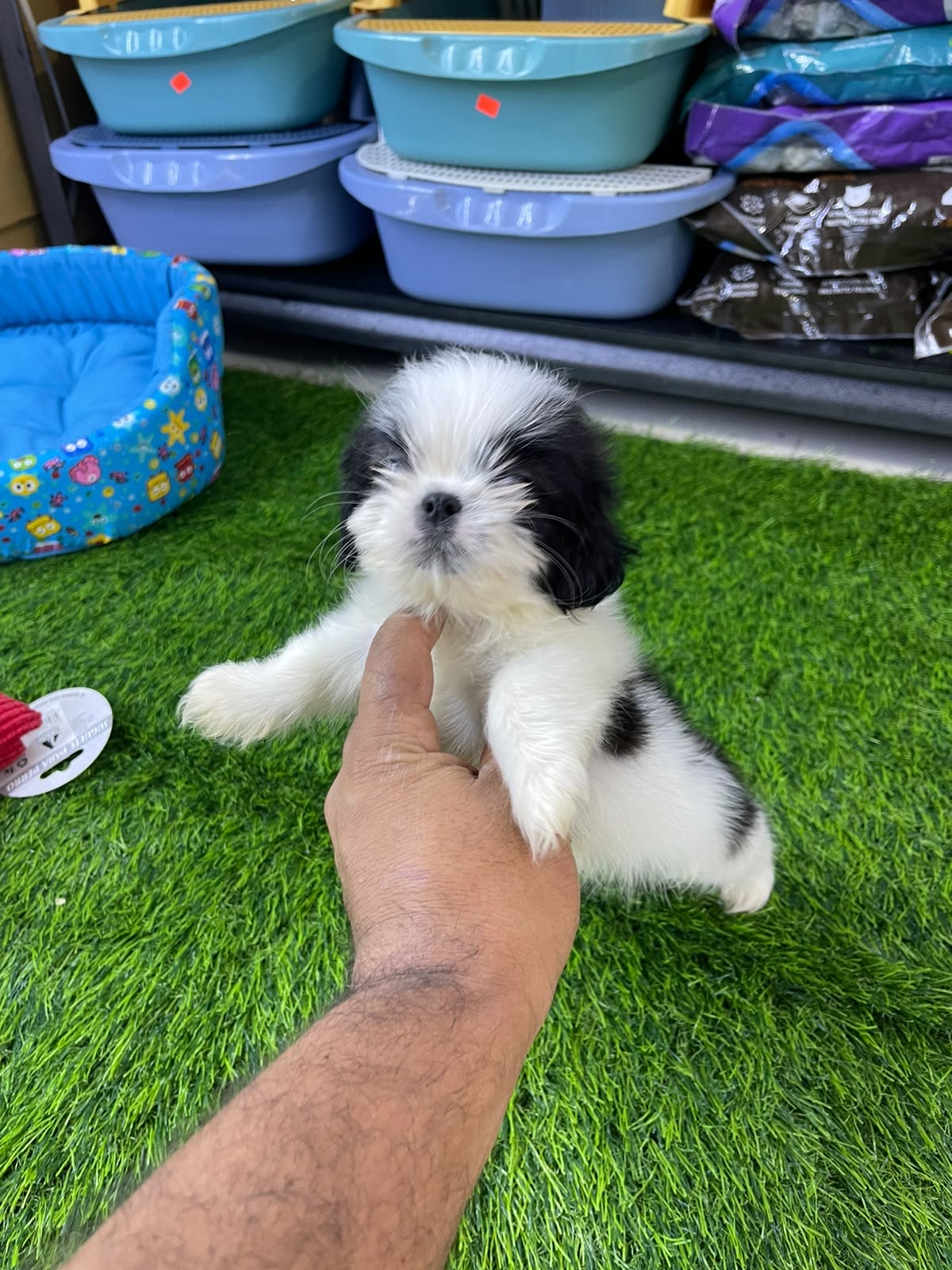 Shipoo Ambos Sexos  Foto 7317616-2.jpg