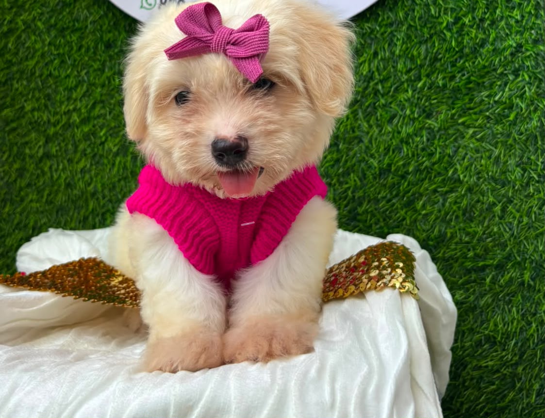 OFERTA CACHORRO MALTIPOO HEMBRA  EN SANTO DOMINGO Y VACUNA AL DIA  Foto 7317618-2.jpg