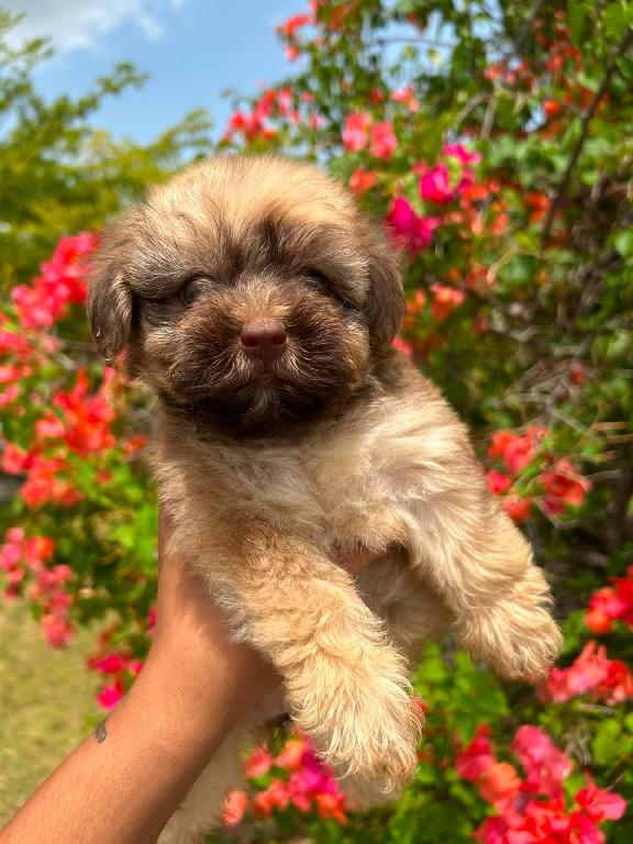 OFERTA CACHORRO SHIPOO HEMBRA EN SANTO DOMINGO Y VACUNA AL DIA  Foto 7317620-1.jpg