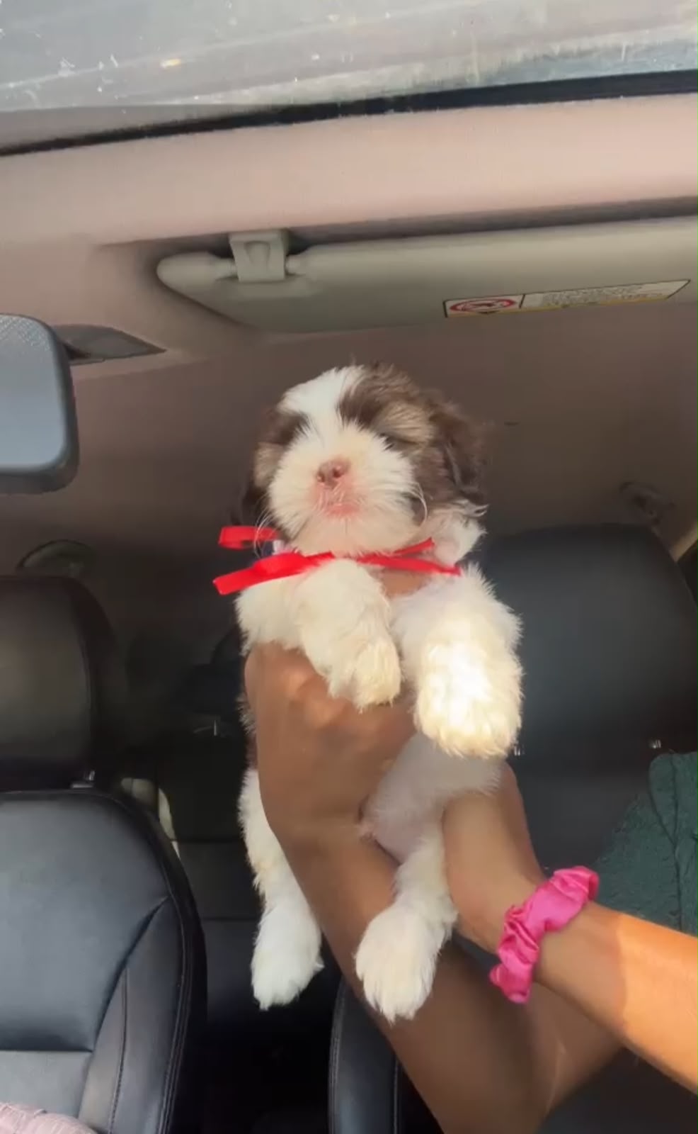 OFERTA CACHORRO SHIH TZU MACHO EN SANTO DOMINGO Y VACUNADOS  Foto 7317622-2.jpg