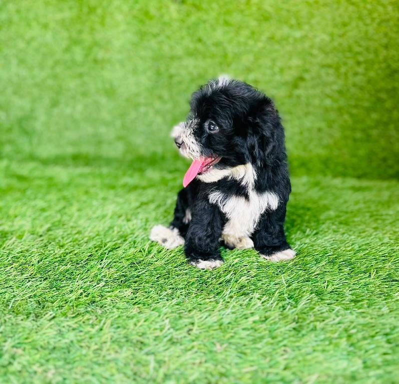 OFERTA CACHORRO SHIPOO HEMBRA EN SANTO DOMINGO Y VACUNA AL DIA  Foto 7317624-1.jpg