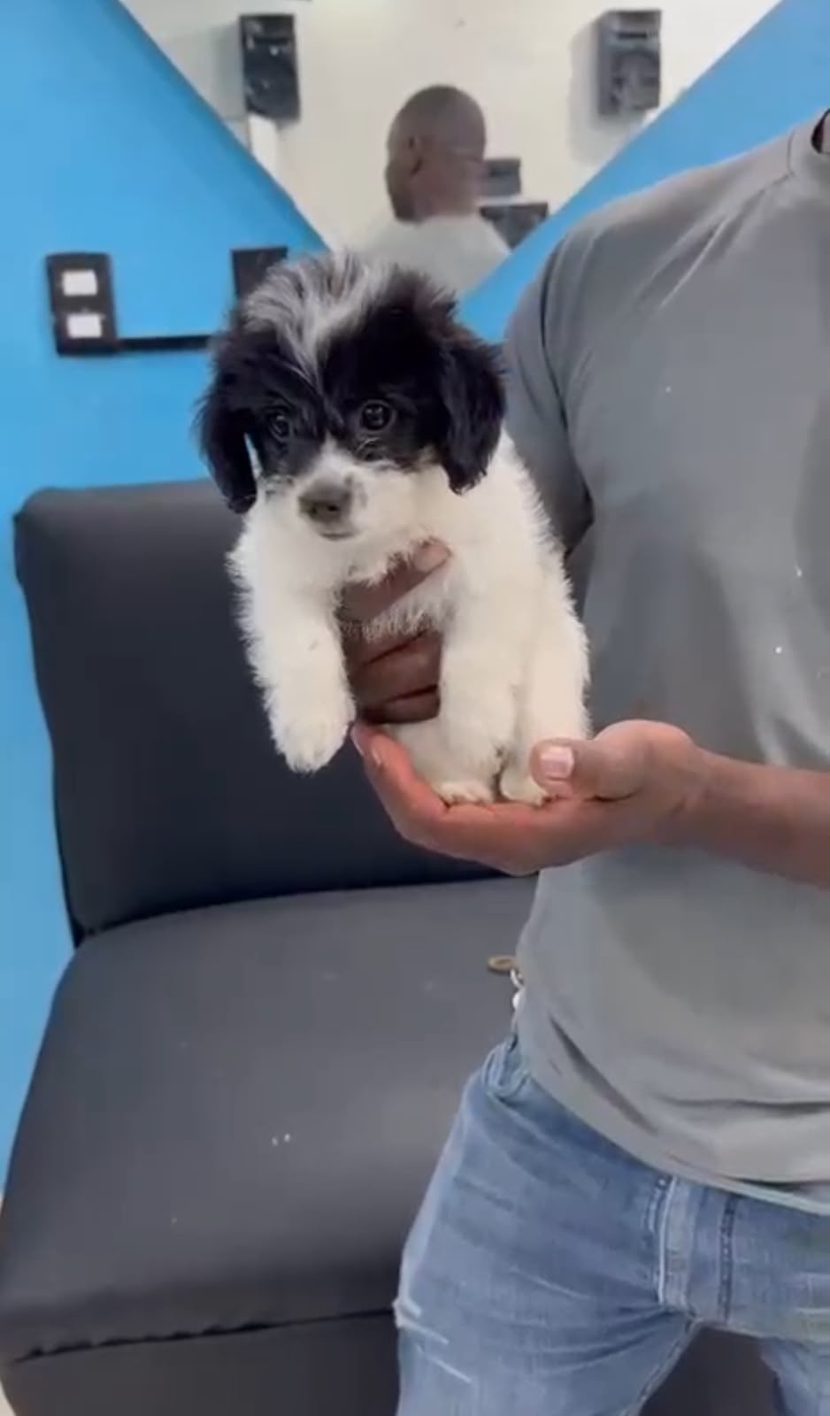 OFERTA CACHORRO SHIPOO HEMBRA EN SANTO DOMINGO Y VACUNA AL DIA  Foto 7317625-1.jpg