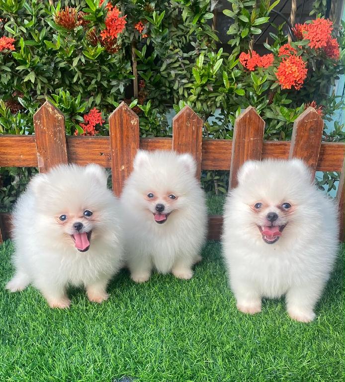 Pomerania Calidad Cara de Oso Machos  Foto 7318094-1.jpg